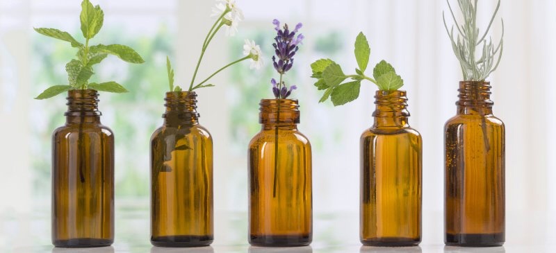 herb sprigs in glass bottles, sitting in window